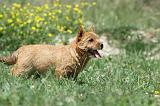 NORWICH TERRIER 017